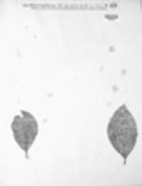 Sphaeria caprifoliorum image